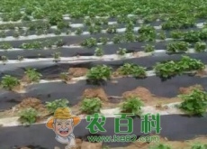 红薯怎么盖地膜？