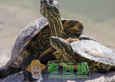 养殖乌龟赚钱吗？