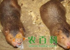 农村一个人可以养殖200只竹鼠吗（投资多少成本）