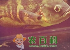热带地图鱼能长多大？