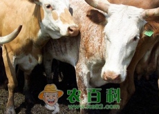 麦收后从事肉牛养殖前景如何？