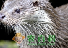 “裘皮之王”水貂多少钱一只（养一只大约赚多少钱）