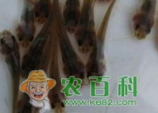 小草鱼苗一条大概多少钱（一年能长多大）