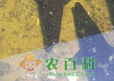 水产养殖过程中为什么要施肥？
