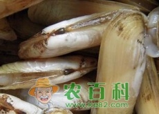 蛏子多少钱一斤（怎么做好吃）