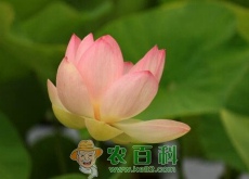 越南国花荷花种子价格大约多少钱一斤（怎么种）