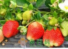 杨金凯(“金领”返乡创业当果农) 杨金凯(“金领”返乡创业当果农)