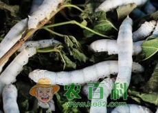 寡食性昆虫蚕宝宝的具体生长过程和发育温度