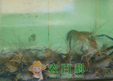 水产养殖怎么样（五大