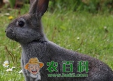 草食性脊椎动物野兔子的生活习性是怎样的？