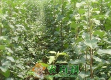 “智慧果”苹果树什么时候浇水好（怎么浇）