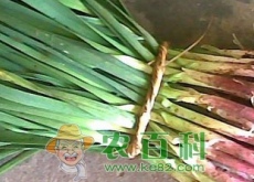 蒜苗什么时候种好（一斤蒜能出多少斤蒜苗）