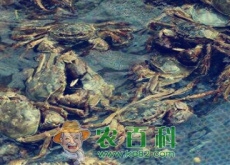 阳澄湖大闸蟹9月份正式上市！大闸蟹价格会上涨吗？