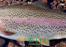 淡水养殖的虹鳟到底是不是三文鱼（可以生吃吗）
