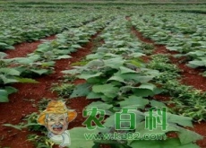 雪莲果是哪里的特产（怎么种植）