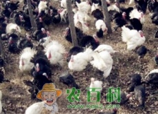 火鸡价格卖多少钱一斤(附养殖前景及利润分析)