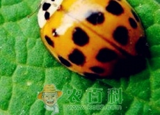 捕食性昆虫“七星瓢虫”是益虫还是害虫？