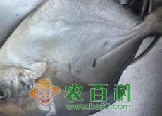 鲳鱼多少钱一斤(怎么做好吃)