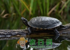 野生甲鱼多少钱一斤？