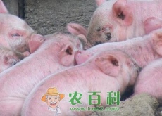 养猪秘诀:掌握高效