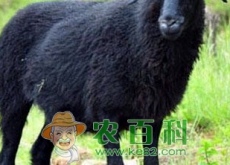 一男子放弃名校回乡创业养乌骨羊（年销售5000万元）