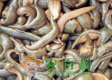 蚂蝗多少钱一斤（蚂蟥养殖成本及利润分析）