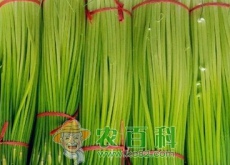 蒜苔(蒜苗)是怎么长出来的? 蒜苔(蒜苗)是怎么长出来的?