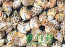 花螺多少钱一斤？