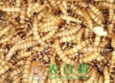 拟步甲科大麦虫与黄粉虫有什么区别？