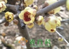 旱不死的腊梅生长在什么地方（泡水喝有哪些功效）