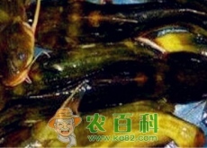 现在嘎鱼(黄颡鱼)价格多少钱一斤(不适合什么人吃) 现在嘎鱼(黄颡鱼)价格多少钱一斤(不适合什么人吃)