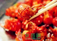 需求旺、养殖热、小龙虾才能“长”得快！