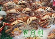 大闸蟹几月份上市（养殖技术有哪些）