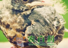 农村养鸡场如何正确使用磺胺类抗菌药物？