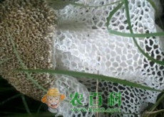 市场上的干竹荪价格多少钱一斤（做法有哪些）