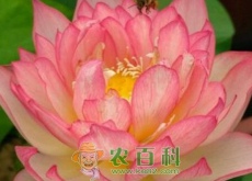 碗莲和睡莲的区别是什么?种子价格多少钱一斤(附水培方法) 碗莲和睡莲的区别是什么?种子价格多少钱一斤(附水培方法)