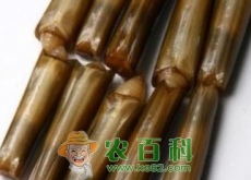 双壳软体动物竹蛏和蛏子有什么区别(选购技巧有哪些) 双壳软体动物竹蛏和蛏子有什么区别(选购技巧有哪些)