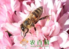 蜜蜂有刺吗？