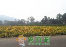 遂宁市创业干什么项目好？