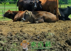 小肉牛一般多少钱一头（冬季需要注意些什么）