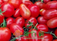 "爱情之果"圣女果（小西红柿）是水果还是蔬菜（热量高吗）