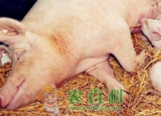 养殖10头母猪一年利润大概有多少（最高2000块钱）