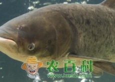 胖头鱼鱼苗多少钱一斤？