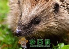 刺猬多少钱一只（养殖成本及利润如何）