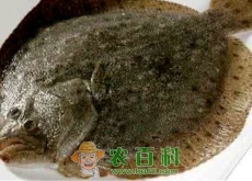多宝鱼是什么鱼（怎么做好吃）