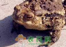 蟾蜍可以吃吗（-蟾蜍养殖前景如何）