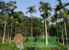 槟榔树哪里可以种植？