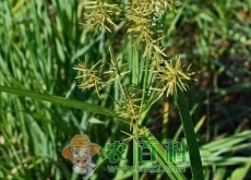 玉米、花生、大豆地香附子用什么除草剂? 玉米、花生、大豆地香附子用什么除草剂?