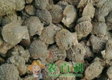 八珍之一的扇贝肉价格多少一斤（怎么清洗处理）