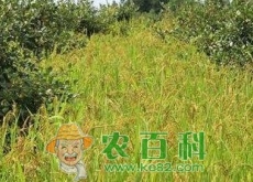 油茶林下怎么套种山稻？